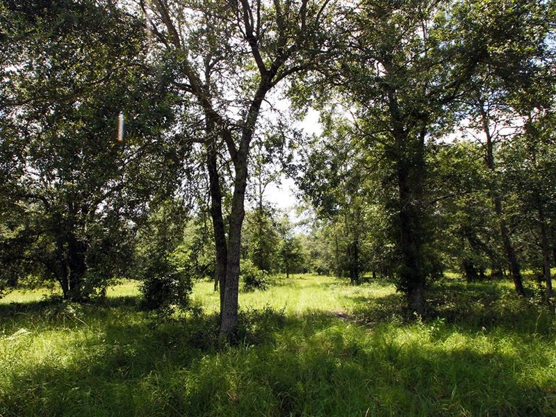 Land For Sale in Ocala